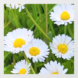 Wilde Tuinbloemen Roemenië – Natuurfotografie Raamsticker