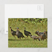 Wilde Turkije, Camouflage-kleuren Briefkaart (Voorkant / Achterkant)