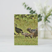 Wilde Turkije, Camouflage-kleuren Briefkaart (Staand voorkant)