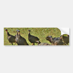 Wilde Turkije, Camouflage-kleuren Bumpersticker