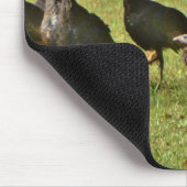 Wilde Turkije, Camouflage-kleuren Muismat (Hoek)