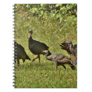 Wilde Turkije, Camouflage-kleuren Notitieboek