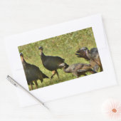 Wilde Turkije, Camouflage-kleuren Rechthoekige Sticker (Envelop)