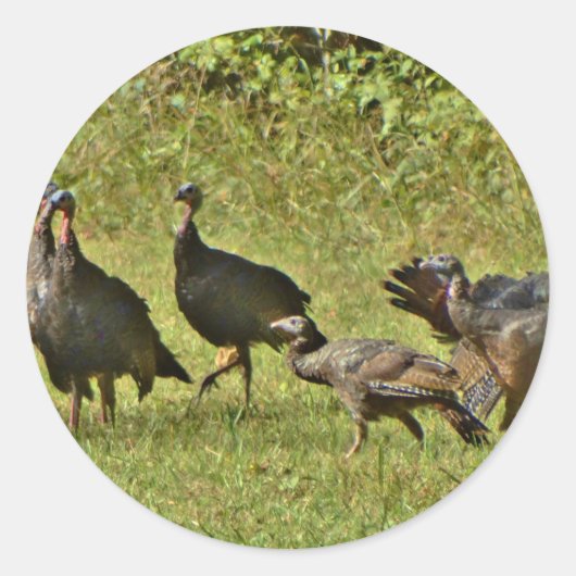 Wilde Turkije, Camouflage-kleuren Ronde Sticker (Voorkant)