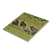 Wilde Turkije, Camouflage-kleuren Tegeltje (Zijkant)