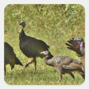 Wilde Turkije, Camouflage-kleuren Vierkante Sticker