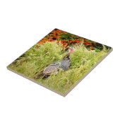 Wilde Turkije in het najaar in hoge gras Tegeltje (Zijkant)