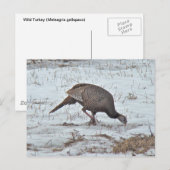 Wilde Turkije in Snowy Field Briefkaart (Voorkant / Achterkant)