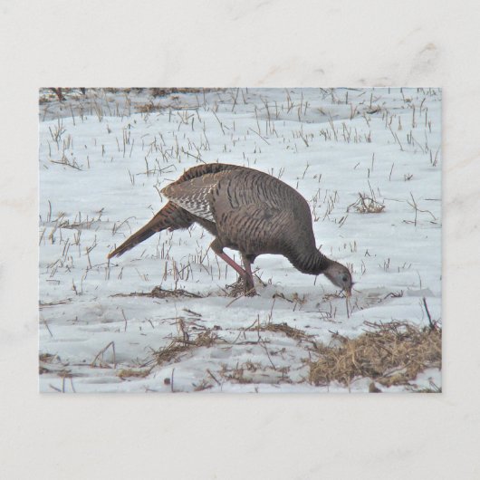 Wilde Turkije in Snowy Field Briefkaart (Voorkant)
