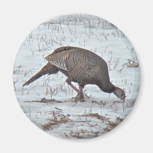 Wilde Turkije in Snowy Field Magneet (Voorkant)