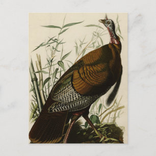 Wilde Turkije (man) van de Amerikaanse vogels van Briefkaart