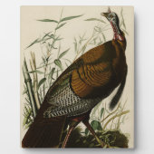 Wilde Turkije (man) van de Amerikaanse vogels van Fotoplaat (Voorkant)