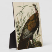 Wilde Turkije (man) van de Amerikaanse vogels van Fotoplaat (Zijkant)