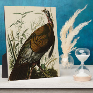 Wilde Turkije (man) van de Amerikaanse vogels van  Fotoplaat
