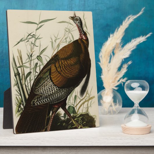 Wilde Turkije (man) van de Amerikaanse vogels van Fotoplaat (Zijkant)
