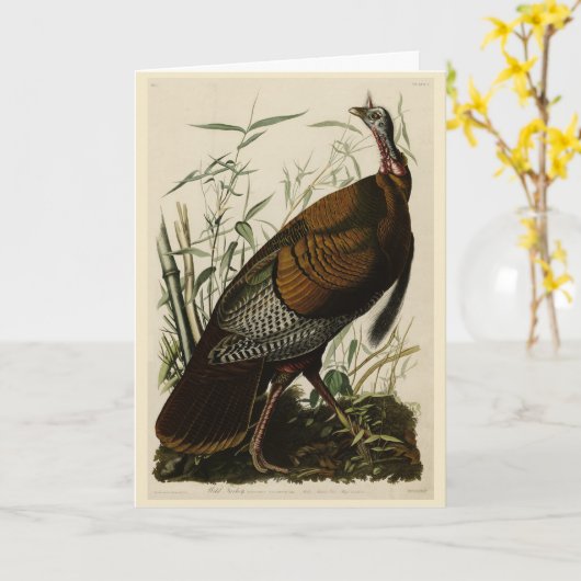 Wilde Turkije (man) van de Amerikaanse vogels van  Kaart (Gele Bloem)