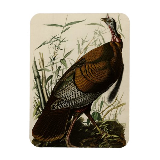 Wilde Turkije (man) van de Amerikaanse vogels van Magneet (Verticaal)