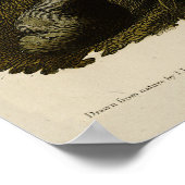 Wilde Turkije (man) van de Amerikaanse vogels van  Poster (Hoek)