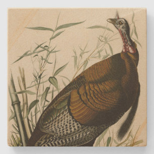 Wilde Turkije (man) van de Amerikaanse vogels van Stenen Onderzetter