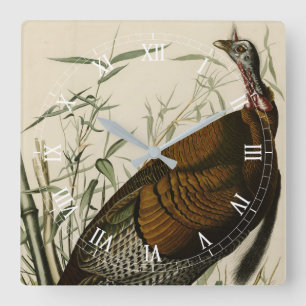 Wilde Turkije (man) van de Amerikaanse vogels van  Vierkante Klok
