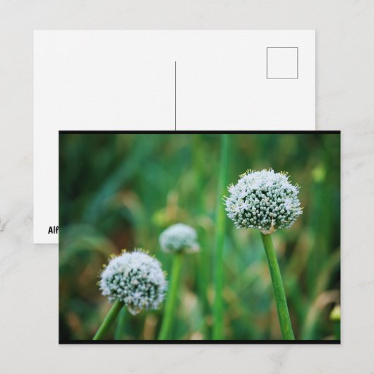 Wilde Ui Bloesem Briefkaart (Voorkant / Achterkant)