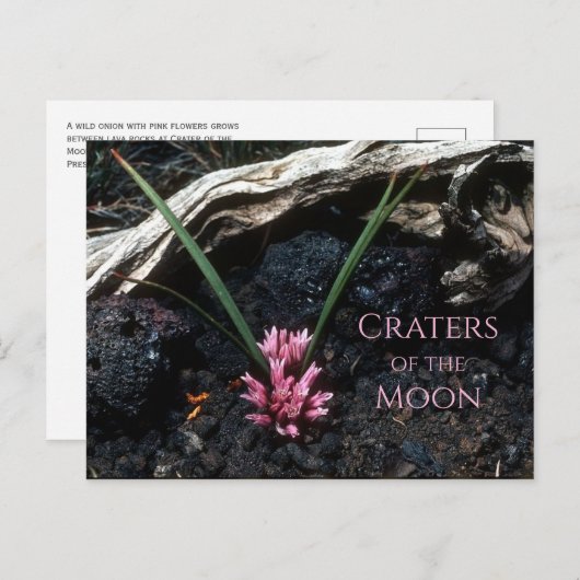 Wilde ui met bloem, lava, kraters van de maan briefkaart (Voorkant / Achterkant)