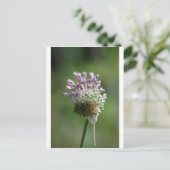 Wilde uienbloem Knoflook - Allium vineale Briefkaart (Staand voorkant)