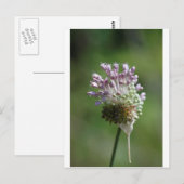 Wilde uienbloem Knoflook - Allium vineale Briefkaart (Voorkant / Achterkant)