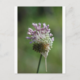 Wilde uienbloem Knoflook - Allium vineale Briefkaart