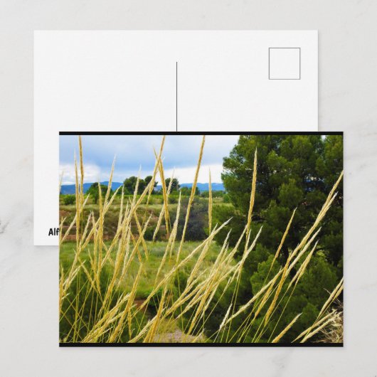 Wilde veldgras briefkaart (Voorkant / Achterkant)