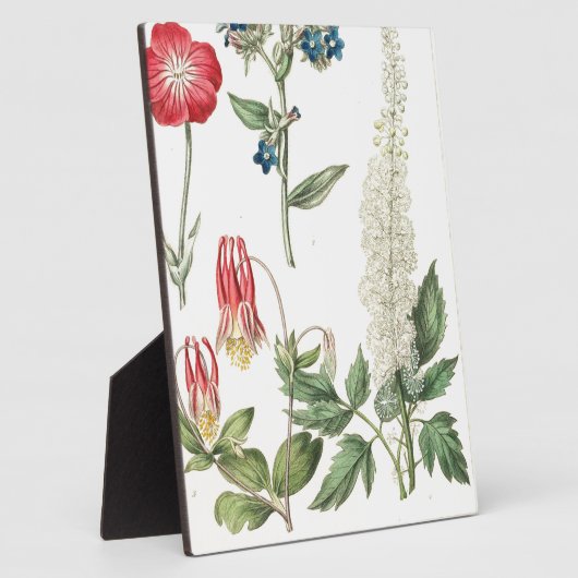 Wilde ventilator  botanische afdruk fotoplaat (Zijkant)