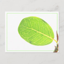 Wilde Vijgen Rijke Groene Blad Ansichtkaart Feestdagenkaart