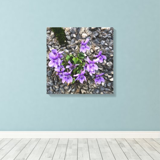 Wilde Viola bloemen groeien uit een ruwe gietwand Canvas Afdruk (Insitu (Houten vloer))
