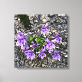 Wilde Viola bloemen groeien uit een ruwe gietwand Canvas Afdruk (Voorkant)