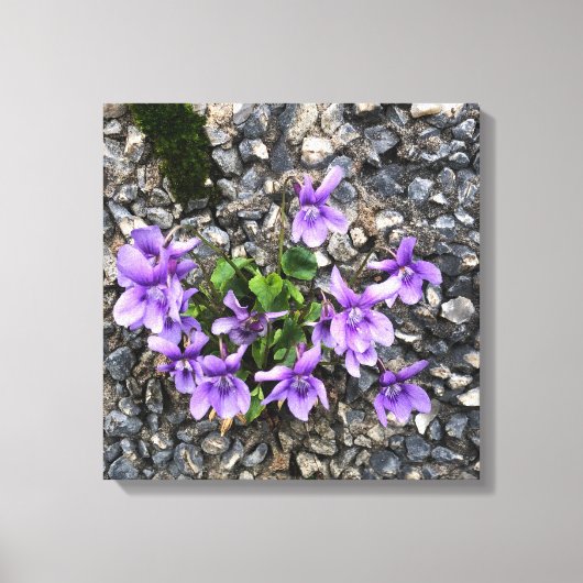 Wilde Viola bloemen groeien uit een ruwe gietwand Canvas Afdruk (Voorkant)