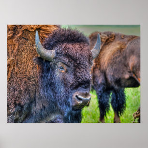 Wilde vlakten Buffalo Wildlife Art Poster
