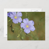 Wilde vlasbloemen 2 briefkaart (Voorkant / Achterkant)