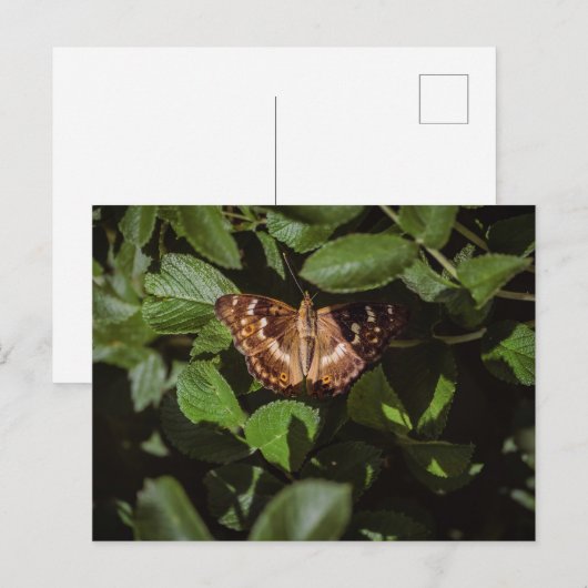 Wilde vlinder in groen blad briefkaart (Voorkant / Achterkant)