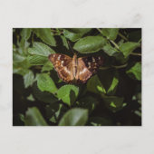 Wilde vlinder in groen blad briefkaart (Voorkant)