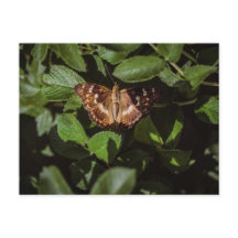 Wilde vlinder in groen blad