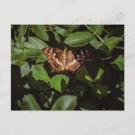 Wilde vlinder in groen blad briefkaart