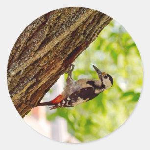 Wilde vogel groene bladrijke achtergrond foto ronde sticker