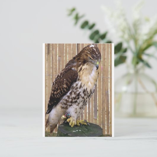 Wilde vogels: Red-Tailed Hawk Briefkaart (Staand voorkant)