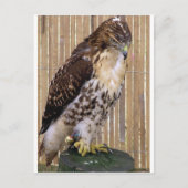 Wilde vogels: Red-Tailed Hawk Briefkaart (Voorkant)