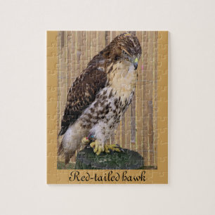 Wilde vogels: Red-Tailed Hawk Legpuzzel