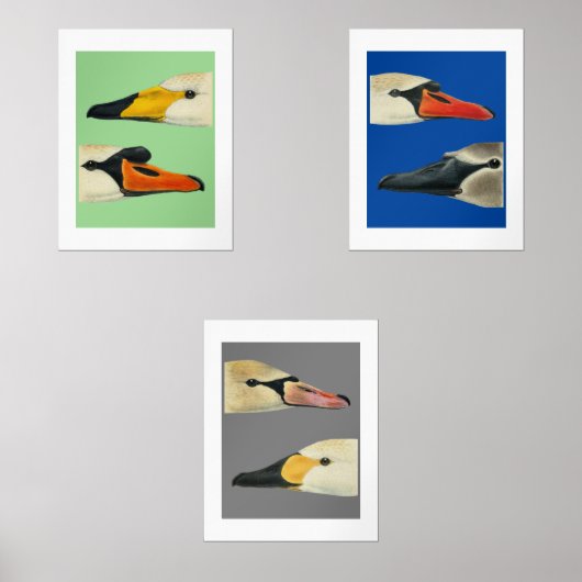 Wilde vogels Soorten zwanen Print Set (Voorkant)