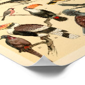Wilde vogelsoorten Collectie — Proefschrift Poster (Hoek)
