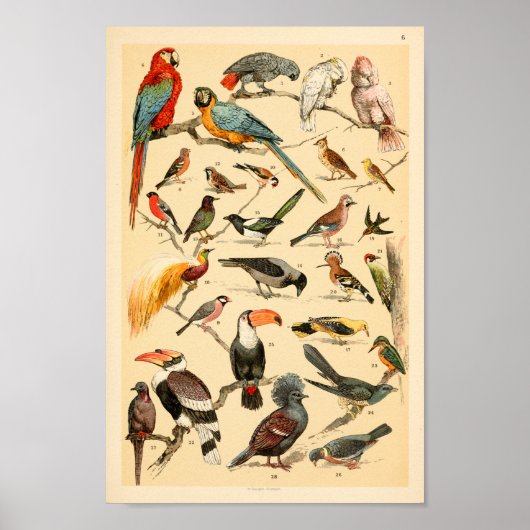 Wilde vogelsoorten Collectie — Proefschrift Poster (Voorkant)