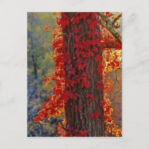 Wilde wingerd helderrood in de herfst bij briefkaart