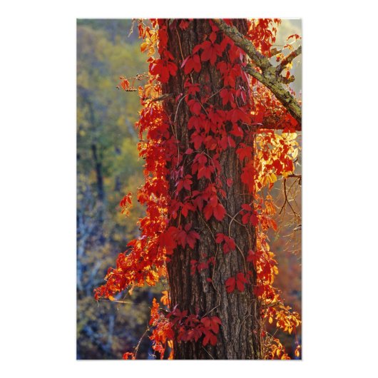 Wilde wingerd helderrood in de herfst bij foto afdruk (Voorkant)